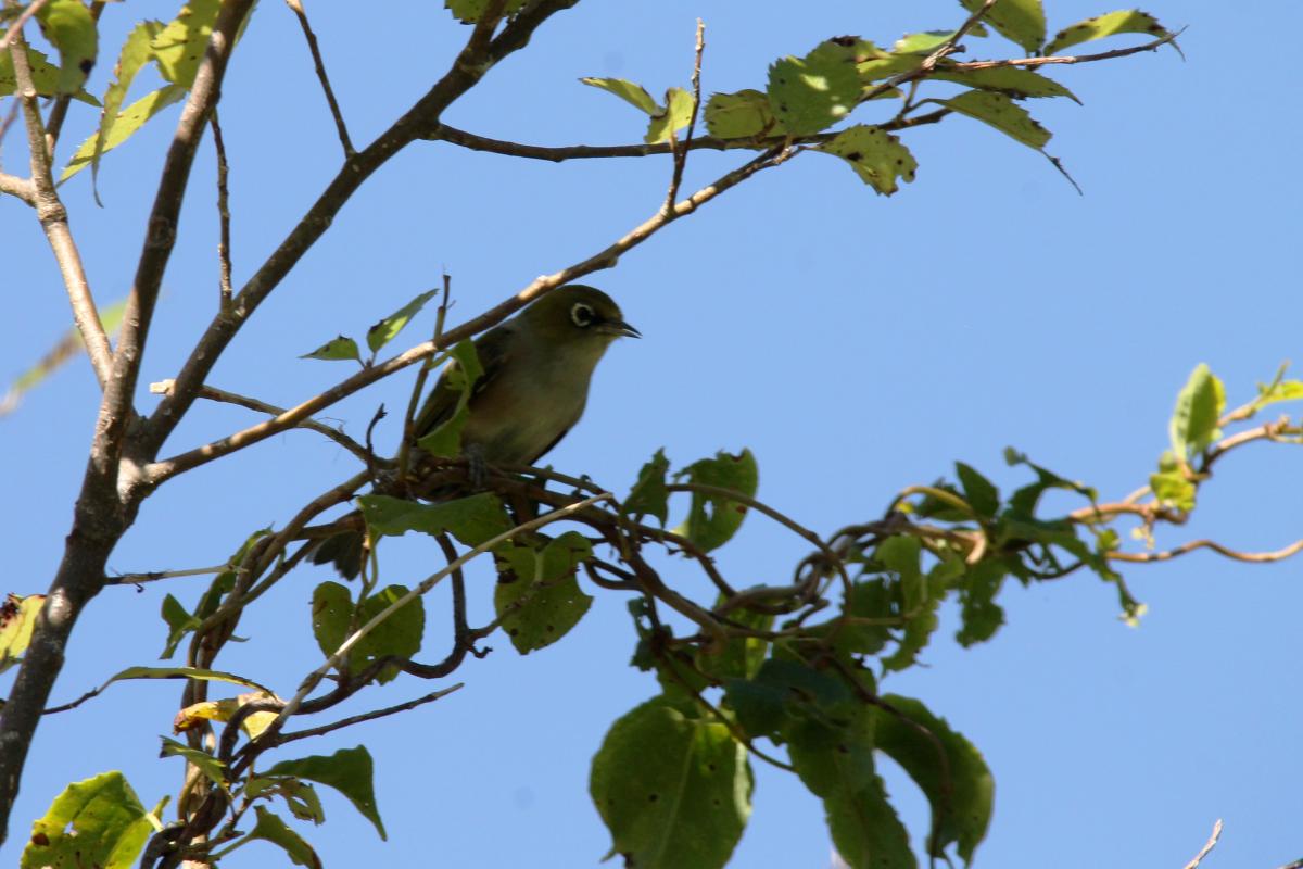 Silvereye (Zosterops lateralis)